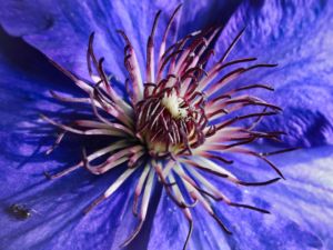 mit Luminar bearbeitet