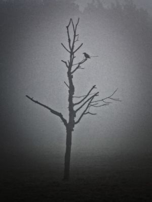 mit Luminar bearbeitet