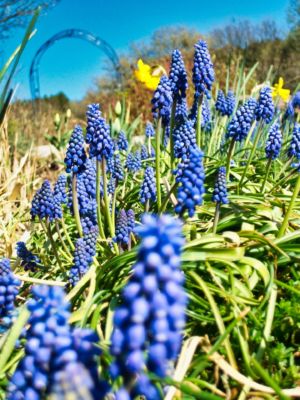 mit Luminar bearbeitet