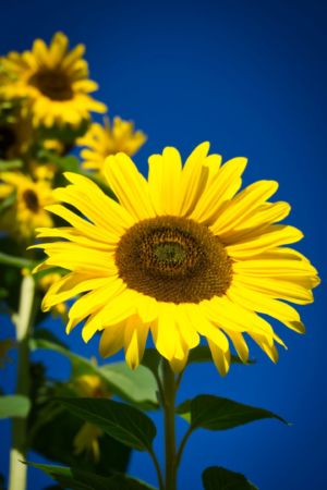 mit Luminar bearbeitet