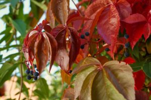 mit Luminar bearbeitet