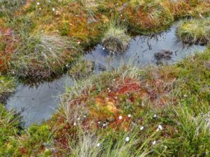 mit Luminar bearbeitet